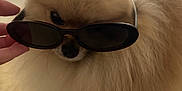 Latte joined the competition — help win amazing prizes! accessory, animal, brown, closeup, companion, cool, cute, dog, domestic, fashion, fluffy, fur, hand, indoor, light, pet, pomeranian, portrait, sunglasses, window