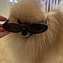 accessory, animal, brown, closeup, companion, cool, cute, dog, domestic, fashion, fluffy, fur, hand, indoor, light, pet, pomeranian, portrait, sunglasses, window