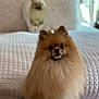 Latte is registered to the contest to win money with this photo: animal, bed, blanket, blurred_background, companion, cozy, curious, cute, dog, domestic_animal, fluffy, fur, indoor, pet, pomeranian, portrait, resting, small_dog, soft, white