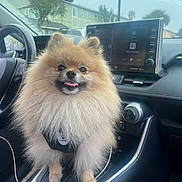 Latte joined the competition — help win amazing prizes! building, button, car_interior, center_console, dashboard, dog, fluffy, happy, leather, pet, pomeranian, screen, seat, skull, steering_wheel, sticker, technology, tongue_out, tree, window