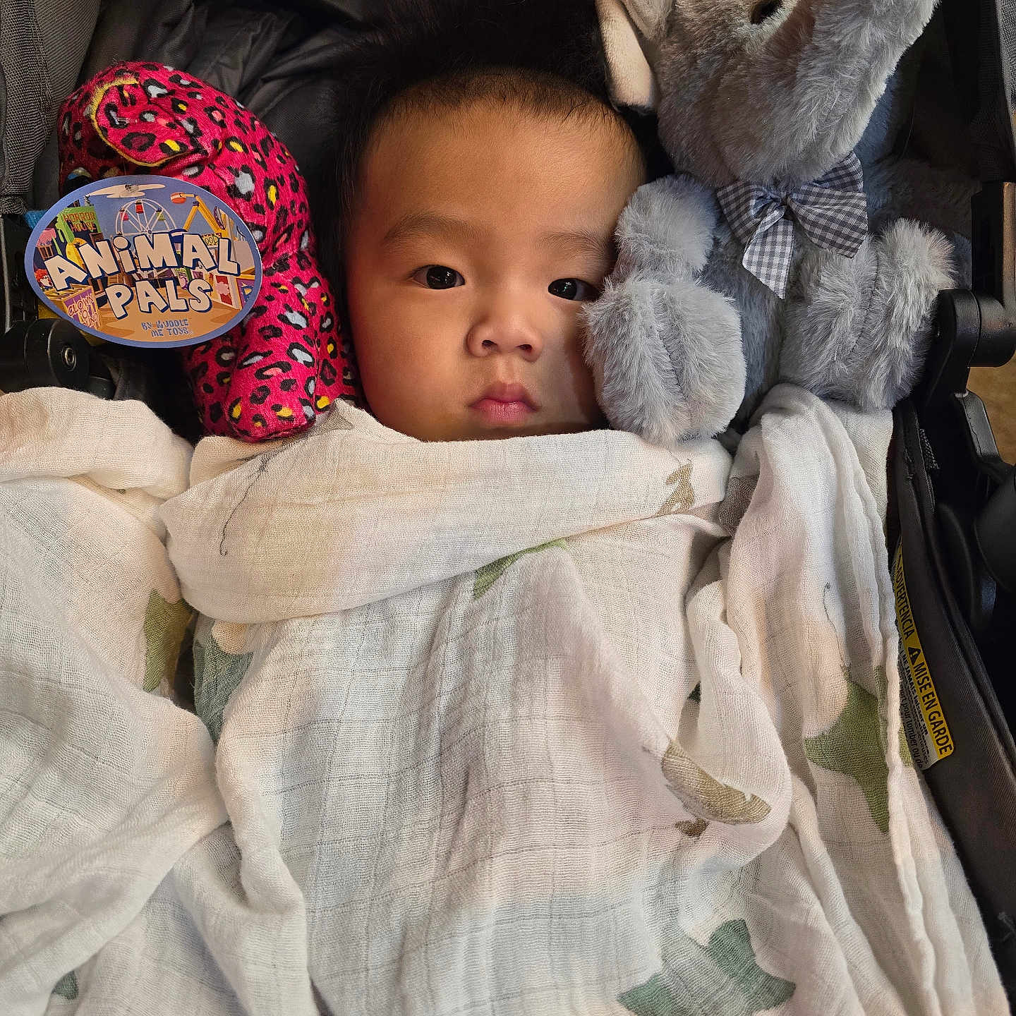 Kaiyus Zeb Vang is registered to the contest to win money with this photo: baby, child, blanket, stuffed_animal, elephant, plush_toy, pink_toy, leopard_print, stroller, face, portrait, wrapped, bow_tie, soft_toy, cute, infant, indoors, resting, cozy, young_child