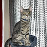 Milo joined the competition — help win amazing prizes! animal, cat, cat_tree, collar, curtains, cute, domestic_cat, feline, fur, gray_cat, house, indoor, looking, pet, portrait, sitting, striped_fur, tabby_cat, window, yellow_eyes