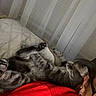 cat, tabby_cat, person, shoulder, red_shirt, earrings, glasses, window, curtains, bed, blanket, indoor, resting, pet, feline, cozy, relaxing, home, fur, animal