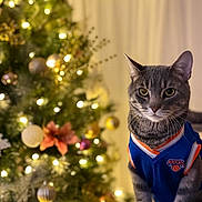 Milo is registered to the contest to win money with this photo: cat, tabby_cat, christmas_tree, christmas_lights, ornaments, holiday, festive, pet_clothing, jersey, indoor, decorations, animal, cute, portrait, feline, celebration, christmas, holiday_season, tree_lights, soft_lighting