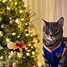 animal, cat, celebration, christmas, christmas_lights, christmas_tree, cute, decorations, feline, festive, holiday, holiday_season, indoor, jersey, ornaments, pet_clothing, portrait, soft_lighting, tabby_cat, tree_lights