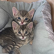 Milo is registered to the contest to win money with this photo: animal, cat, cozy, cushion, cute, ears, feline, fur, home, indoor, kitten, looking, pet_bed, resting, snuggling, soft, tabby, two_animals, whiskers, young