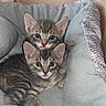 kitten, cat, tabby, pet_bed, cozy, cute, animal, feline, fur, snuggling, young, indoor, resting, soft, cushion, two_animals, looking, ears, whiskers, home