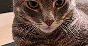 Milo joined the competition — help win amazing prizes! animal, cat, close_up, cute, domestic_cat, eyes, face, feline, fur, gray_cat, house, indoor, mammal, paw, pet, portrait, relaxed, resting, tabby, whiskers