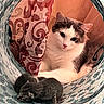 Chloe joined the competition — help win amazing prizes! animal, cat, comfort, cozy, curtain, cute, domestic_cat, feline, fur, indoor, kitten, mother_cat, nest, newborn, orange_light, patterned_tunnel, pet, resting, sleeping, small