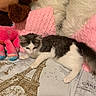 Chloe is registered to the contest to win money with this photo: animal, bedspread, cat, cozy, cute, eiffel_tower_print, feline, fur, gray_and_white_cat, home, indoor, kitten, pet, pink_pillow, plush_toy, resting, soft_texture, stuffed_animal, white_pillow, young_cat
