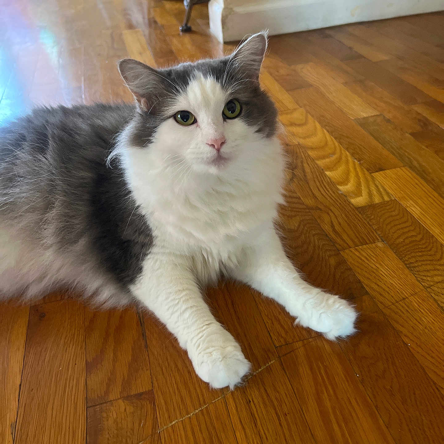 Chloe