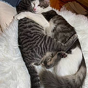 Chloe joined the competition — help win amazing prizes! adorable, animal, blanket, cat, cats, cozy, cuddle, cute, embrace, feline, floor, fur, gray_fur, hug, indoor, pet, relaxed, sleepy, striped, white_fur