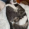 cat, cats, feline, pet, animal, embrace, hug, fur, striped, white_fur, gray_fur, cozy, blanket, indoor, floor, cuddle, sleepy, relaxed, cute, adorable