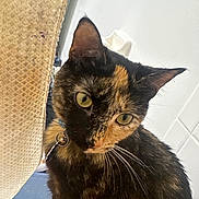 Nova is registered to the contest to win money with this photo: cat, tortoiseshell_cat, feline, pet, close_up, portrait, whiskers, green_eyes, collar, bell, bathroom, shower_curtain, tiles, indoor, curious, sitting, fur, ear, nose, cute