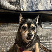 Gizmo joined the competition — help win amazing prizes! accessories, animal, bodypart, canine, chihuahua, couch, dog, face, furniture, glass, glasses, head, husky, mouth, person, pet, photography, portrait, puppy, sunglasses