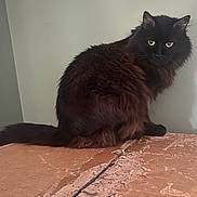 Sassy joined the competition — help win amazing prizes! abyssinian, angora, animal, blackcat, box, cardboard, carton, cat, kitten, manx, pet, siamese, wood