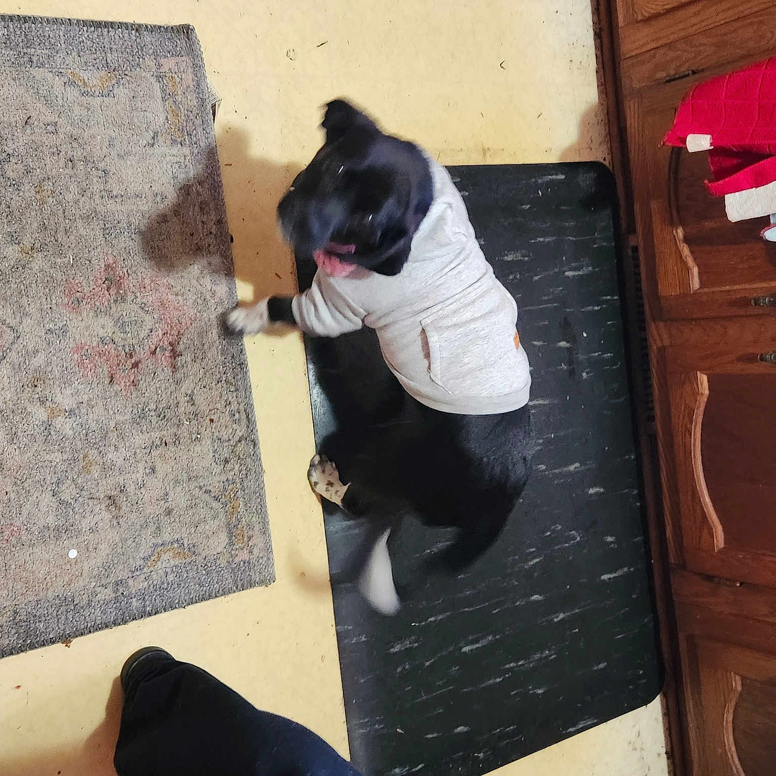 Holly is registered to the contest to win money with this photo: black, cabinetry, carnivore, chest, chest_of_drawers, companion_dog, cupboard, dog, dog_breed, dog_supply, drawer, dresser, floor, flooring, hardwood, pet_supply, road_surface, shoe, tail, wood