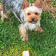 Bingo participe au concours pour gagner de l'argent avec cette photo : dog, yorkshire_terrier, small_dog, pet, animal, outdoor, grass, garden, long_hair, silky_coat, tan_and_gray, pointed_ears, black_nose, blue_collar, standing, looking_at_camera, greenery, rocks, packaging, natural_light