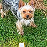 dog, yorkshire_terrier, small_dog, pet, animal, outdoor, grass, garden, long_hair, silky_coat, tan_and_gray, pointed_ears, black_nose, blue_collar, standing, looking_at_camera, greenery, rocks, packaging, natural_light