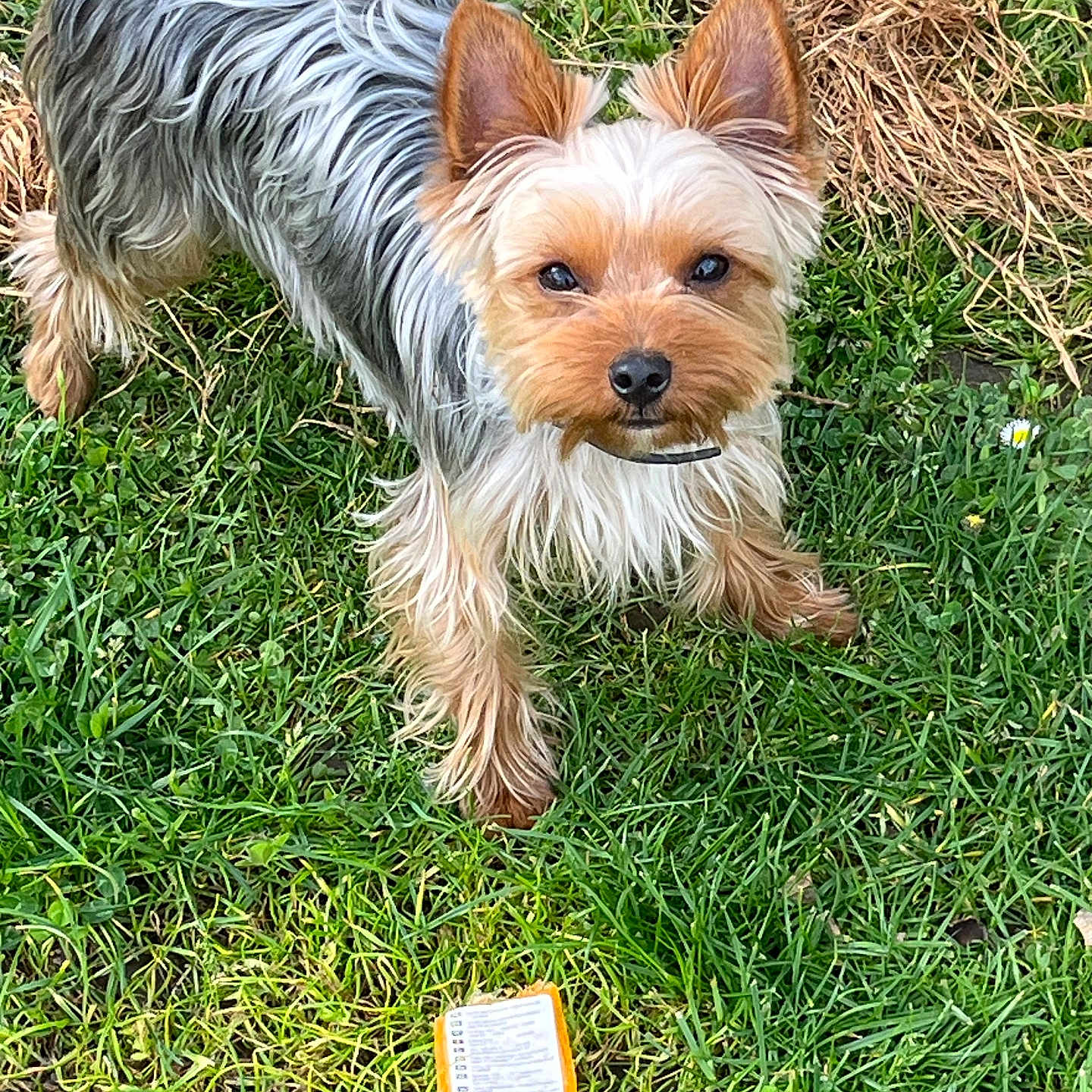 Bingo participe au concours pour gagner de l'argent avec cette photo : dog, yorkshire_terrier, small_dog, pet, animal, outdoor, grass, garden, long_hair, silky_coat, tan_and_gray, pointed_ears, black_nose, blue_collar, standing, looking_at_camera, greenery, rocks, packaging, natural_light