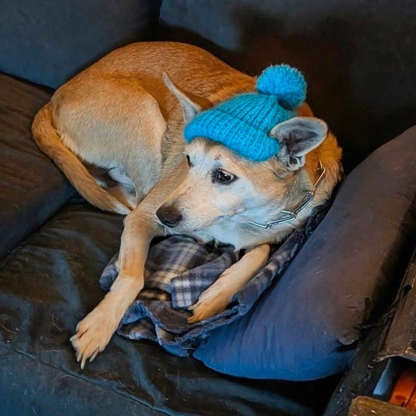 Rocky joined the competition — help win amazing prizes! blue_hat, brown_fur, canine, collar, companion, couch, cozy, cute, dog, domestic, fur, indoor, living_room, pet, pillow, plaid_shirt, pom_pom, relaxed, resting, soft_furnishing