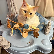 Magic joined the competition — help win amazing prizes! cat, cream_colored, baby_activity_seat, toys, indoor, curious, pet, animal, feline, seat, wooden_floor, fabric, playful, close_up, domestic, cute, whiskers, ears, relaxed, household