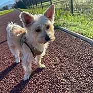 Bibi a rejoint le concours — aidez-le/la à gagner de superbes lots ! dog, small_dog, harness, outdoor, sunlight, red_gravel, path, grass, fence, blue_sky, curious, pet, nature, daytime, walking, ears_up, canine, animal, mammal, leash
