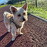 dog, small_dog, harness, outdoor, sunlight, red_gravel, path, grass, fence, blue_sky, curious, pet, nature, daytime, walking, ears_up, canine, animal, mammal, leash