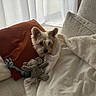 dog, small_dog, blanket, plush_toy, elephant_toy, couch, pillow, white_curtains, indoor, cozy, pet, fur, snuggling, soft_light, relaxing, home, comfort, fur_texture, toy, resting