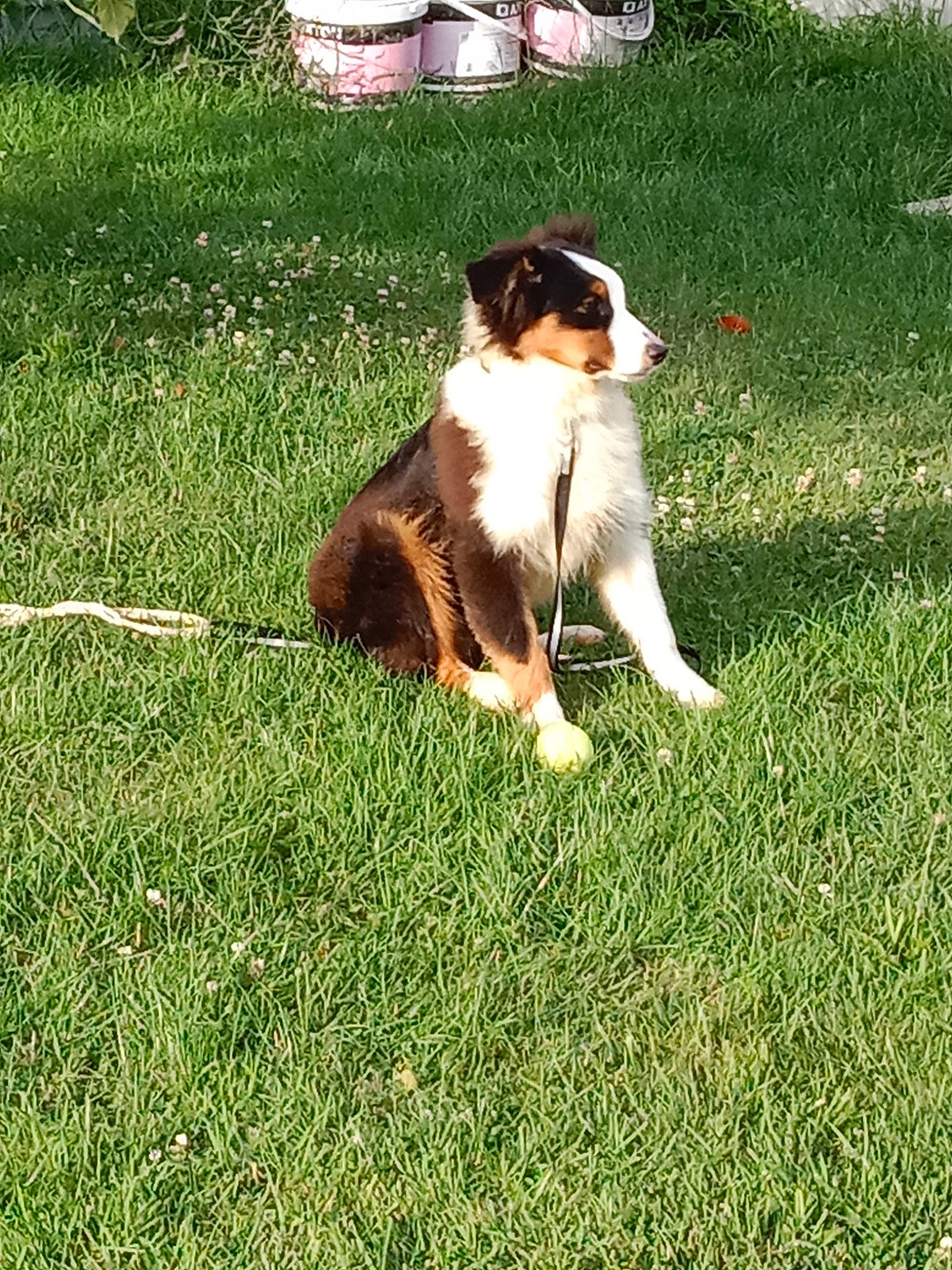 Taïco a rejoint le concours — aidez-le/la à gagner de superbes lots ! canidae, carnivore, cavalier_king_charles_spaniel, companion_dog, dog, dog_breed, fawn, felidae, foot, fur, grass, groundcover, herding_dog, lawn, people_in_nature, plant, small_to_medium_sized_cats, sporting_group, tail, working_dog