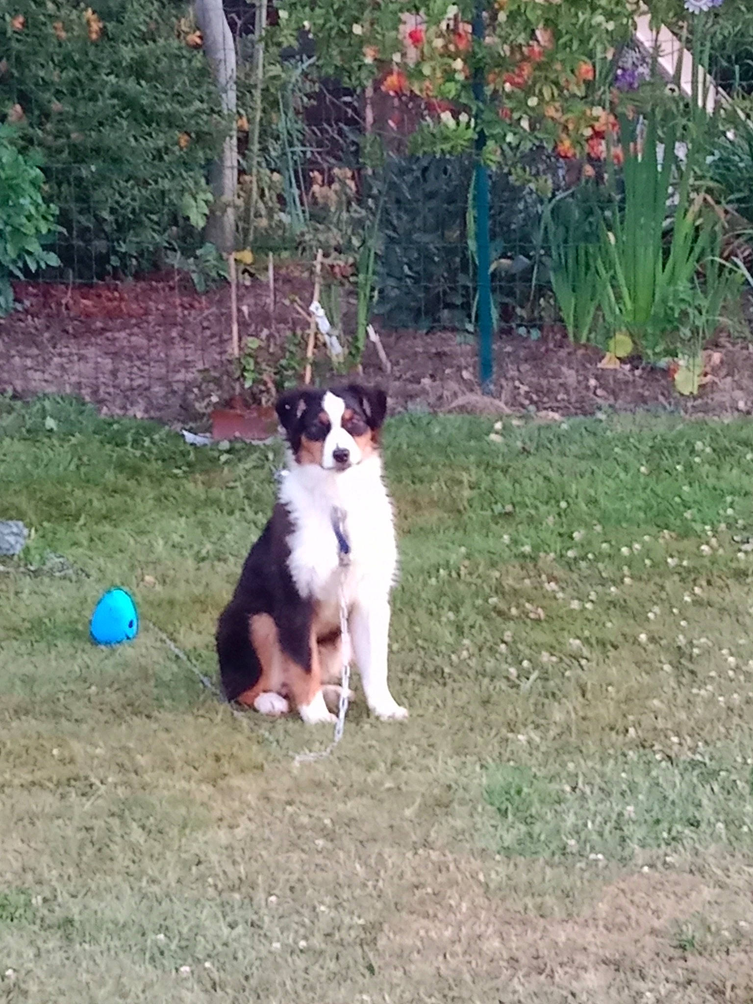 Taïco participe au concours pour gagner de l'argent avec cette photo : art, ball, canidae, carnivore, cavalier_king_charles_spaniel, companion_dog, dog, dog_breed, dog_supply, flower, garden, grass, plant, shrub, sporting_group, tail, terrier, toy_dog, tree, yard