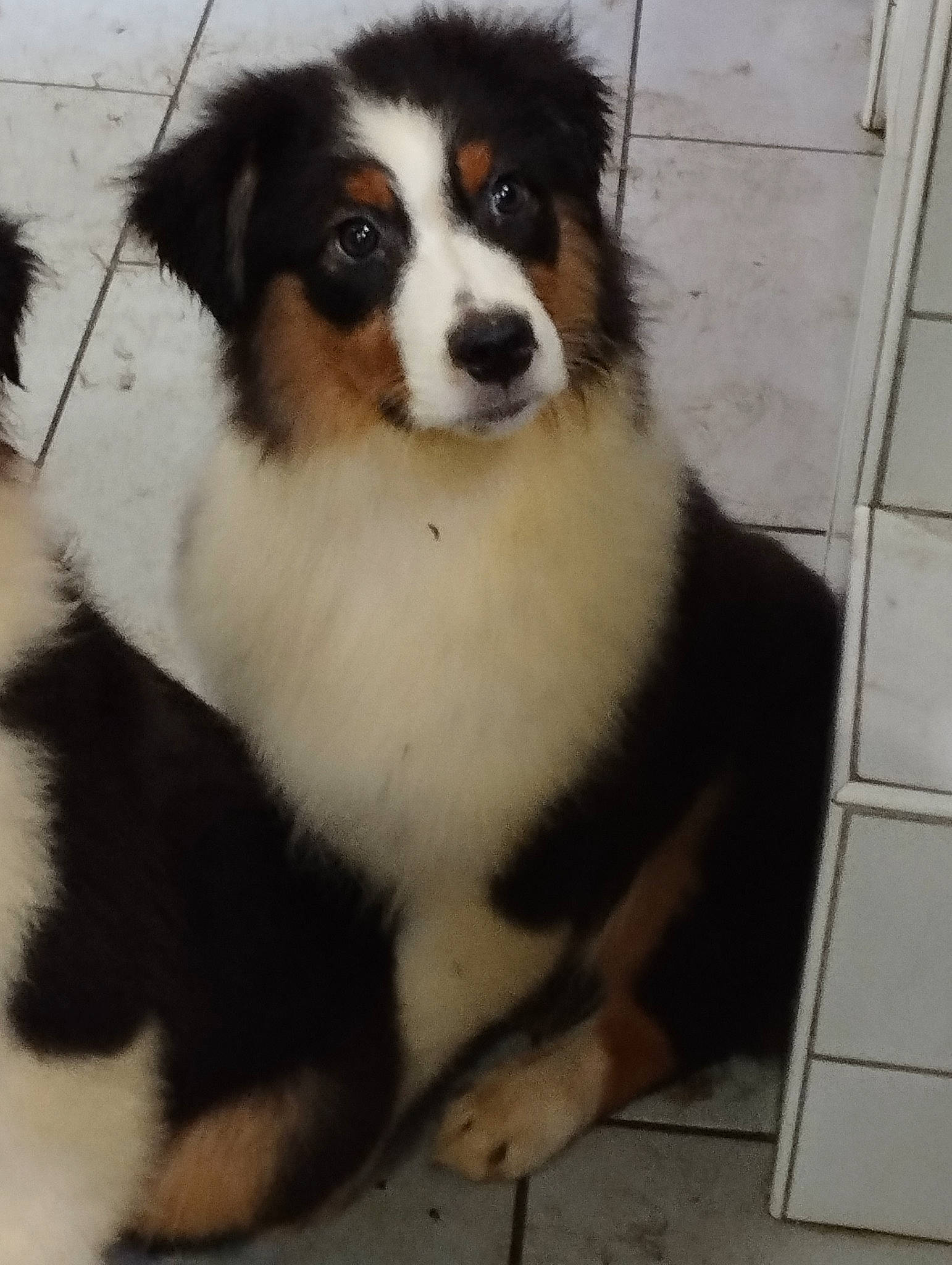 Taïco participe au concours pour gagner de l'argent avec cette photo : ancient_dog_breeds, bernese_mountain_dog, canidae, carnivore, companion_dog, dog, dog_breed, fur, herding_dog, puppy, snout, sporting_group, sports_equipment, terrestrial_animal, tile_flooring, toy_dog, whiskers, working_animal, working_dog