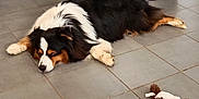 Taïco a rejoint le concours — aidez-le/la à gagner de superbes lots ! animal, canine, companion, dog, domestic, floor, fur, house, indoor, laying_down, peaceful, pet, plush_toy, quiet, relaxed, resting, sleeping, tile, trash_bin, tricolor