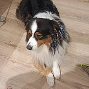 Taïco a rejoint le concours — aidez-le/la à gagner de superbes lots ! animal, canine, casual, companion, dog, domestic_animal, flooring, fluffy, footwear, fur, household, indoor, looking_away, paw, pet, pet_care, relaxed, sitting, tricolor, wooden_floor