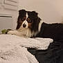 Taïco a rejoint le concours — aidez-le/la à gagner de superbes lots ! animal, bed, black, blanket, brown, comfort, cozy, curious, dog, fur, furniture, home, indoor, laying, looking, pet, relaxed, resting, soft, white