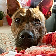 Melvin joined the competition — help win amazing prizes! basenji, dog, dog_breed, dog_breed_group, dog_like_mammal, ear, nose, snout, whiskers