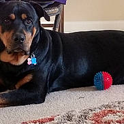 Perri joined the competition — help win amazing prizes! austrian_black_and_tan_hound, black_and_tan_coonhound, carnivoran, dobermann, dog, dog_breed, dog_breed_group, dog_like_mammal, guard_dog, huntaway, pinscher, polish_hunting_dog, rottweiler, snout