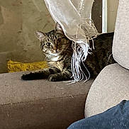 Xena participe au concours pour gagner de l'argent avec cette photo : cat, tabby_cat, couch, curtain, fringe, indoor, pet, furniture, yellow_pillow, relaxed, animal, domestic_animal, soft_lighting, cozy, brown, textile, person_part, shoulder, home, resting