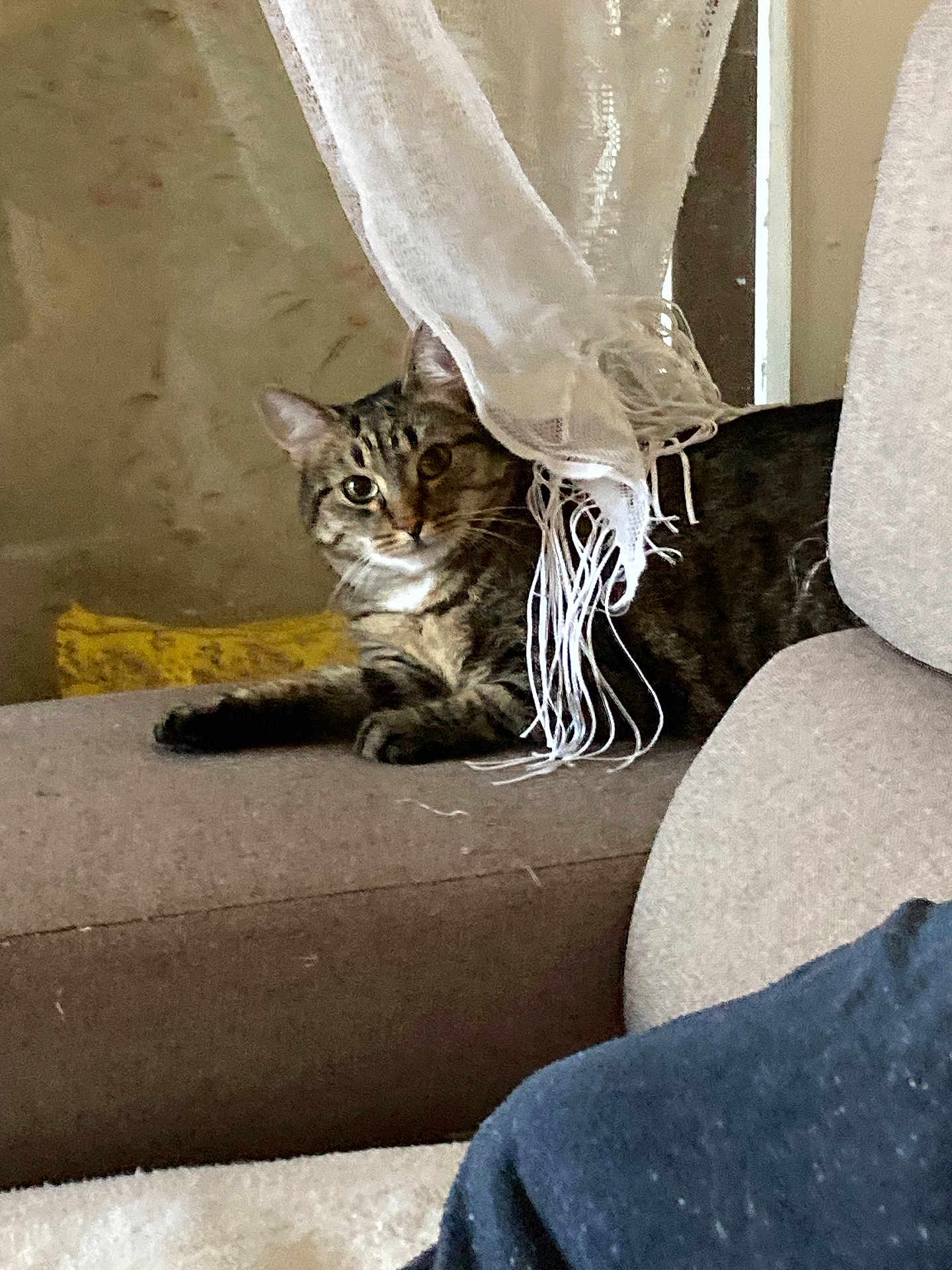 Xena participe au concours pour gagner de l'argent avec cette photo : cat, tabby_cat, couch, curtain, fringe, indoor, pet, furniture, yellow_pillow, relaxed, animal, domestic_animal, soft_lighting, cozy, brown, textile, person_part, shoulder, home, resting