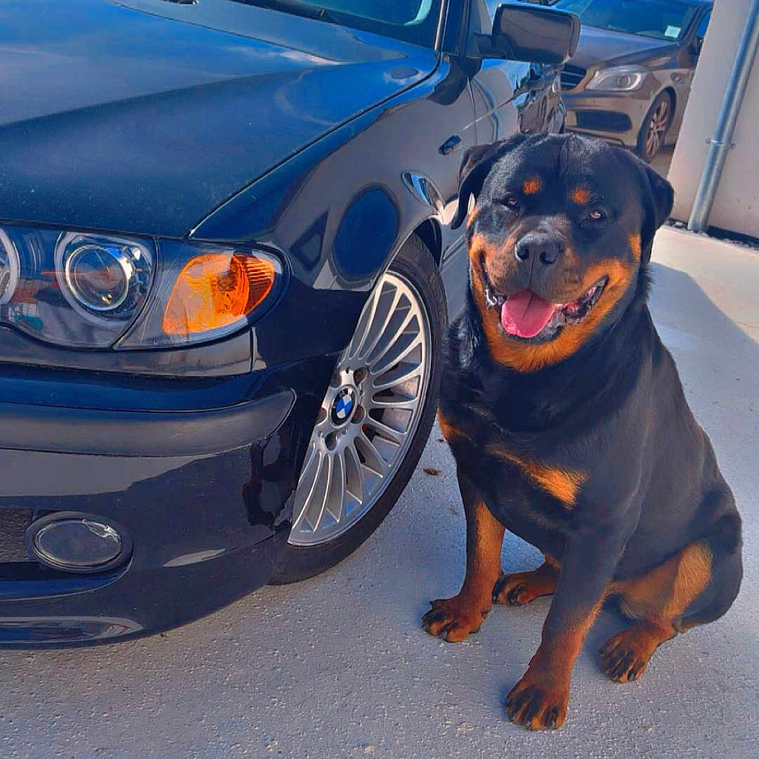 Blue participe au concours pour gagner de l'argent avec cette photo : animal, black_car, bmw, building, car, concrete, dog, headlight, outdoor, parking, pet, reflection, rottweiler, sidewalk, sky, smiling_dog, sunny, urban, vehicle, wheel