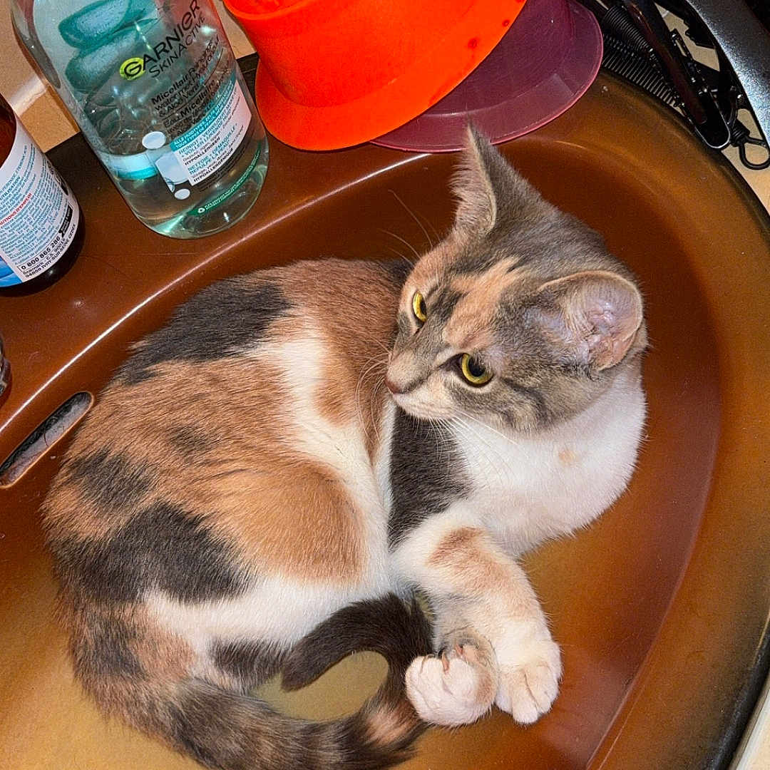 Vegas a rejoint le concours — aidez-le/la à gagner de superbes lots ! abyssinian, animal, beverage, bottle, brush, can, cat, device, furniture, jug, kitten, laundry, manx, mineralwater, person, pet, sink, sleeping, tin, waterbottle