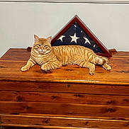 Stu joined the competition — help win amazing prizes! american_flag, animal, calm, cat, domestic_cat, flag, floor, folded_flag, fur, furniture, household, indoor, orange_tabby, pet, relaxed, resting, striped, triangular_frame, wall, wooden_chest