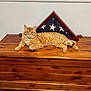 american_flag, animal, calm, cat, domestic_cat, flag, floor, folded_flag, fur, furniture, household, indoor, orange_tabby, pet, relaxed, resting, striped, triangular_frame, wall, wooden_chest