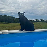 Big Boy joined the competition — help win amazing prizes! cat, black_cat, pool, water, outdoor, cloudy_sky, grass, trees, nature, animal, pet, greenery, sky, reflection, sitting, calm, serene, daytime, mammal, feline