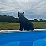 cat, black_cat, pool, water, outdoor, cloudy_sky, grass, trees, nature, animal, pet, greenery, sky, reflection, sitting, calm, serene, daytime, mammal, feline
