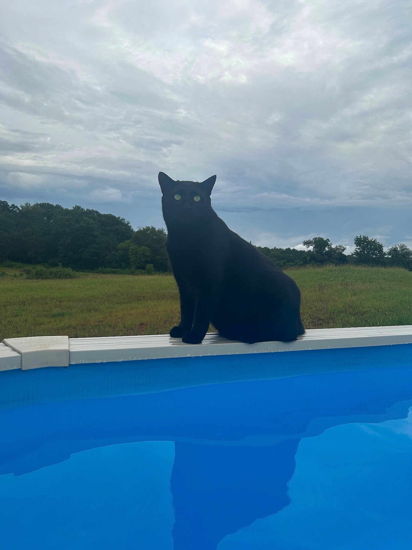 Big Boy joined the competition — help win amazing prizes! cat, black_cat, pool, water, outdoor, cloudy_sky, grass, trees, nature, animal, pet, greenery, sky, reflection, sitting, calm, serene, daytime, mammal, feline