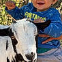 child, toddler, goat, animal, outdoor, fence, smiling, blue_sweatshirt, dinosaur_pattern, happy, nature, tree, person, pet, farm, sunlight, casual_clothing, portrait, cute, daylight