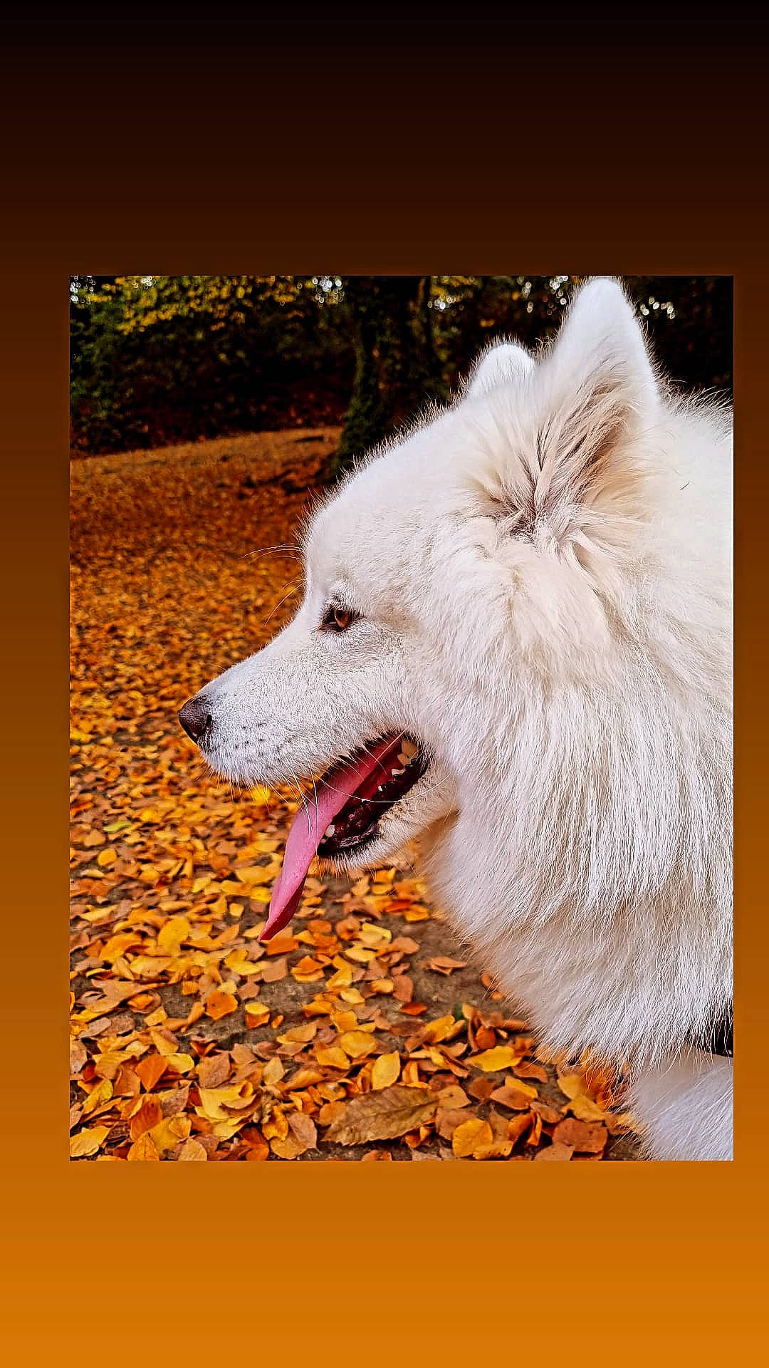 Ice a rejoint le concours — aidez-le/la à gagner de superbes lots ! american_eskimo_dog, ancient_dog_breeds, art, canidae, carnivore, companion_dog, dog, dog_breed, fur, grass, happy, herding_dog, illustration, indian_spitz, photo_caption, rectangle, snout, working_dog