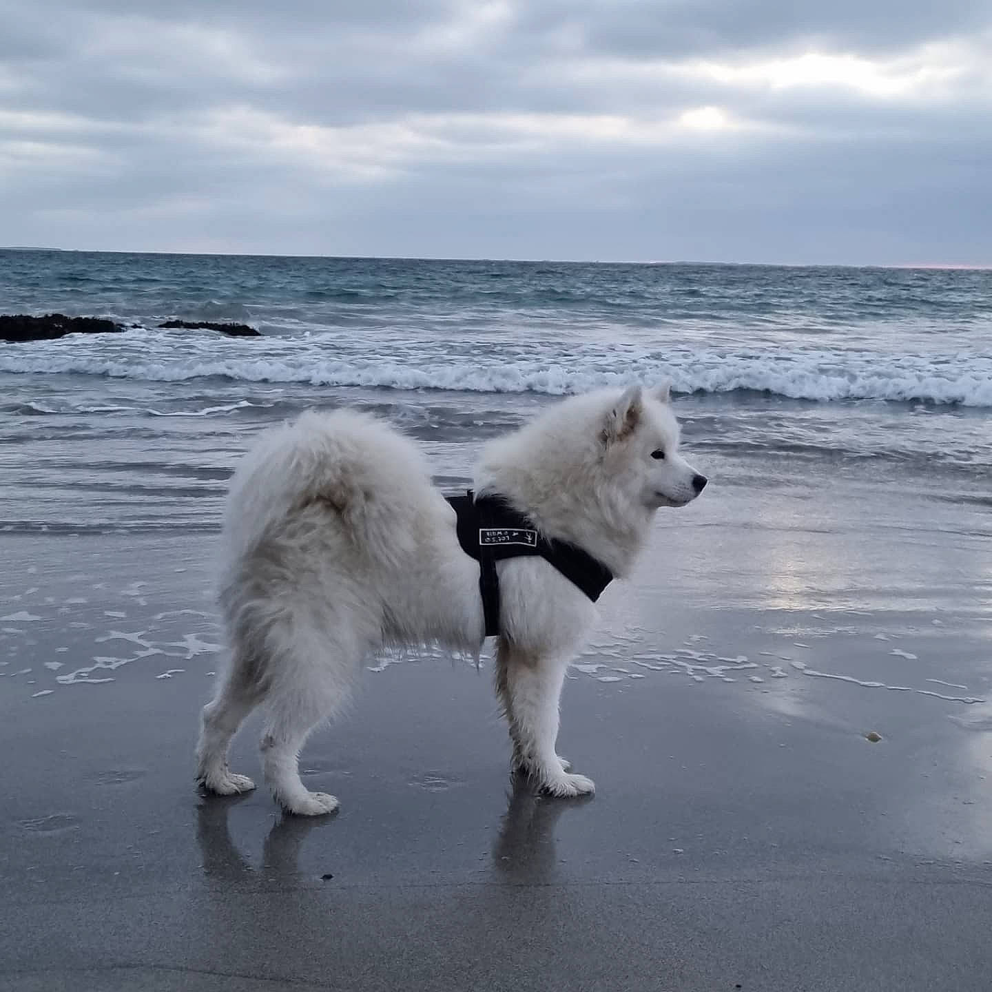 Ice participe au concours pour gagner de l'argent avec cette photo : beach, canidae, carnivore, cloud, companion_dog, dog, dog_breed, foam, freezing, ice_cap, ocean, polar_ice_cap, sky, sporting_group, tail, water, wave, wind, wind_wave, working_animal