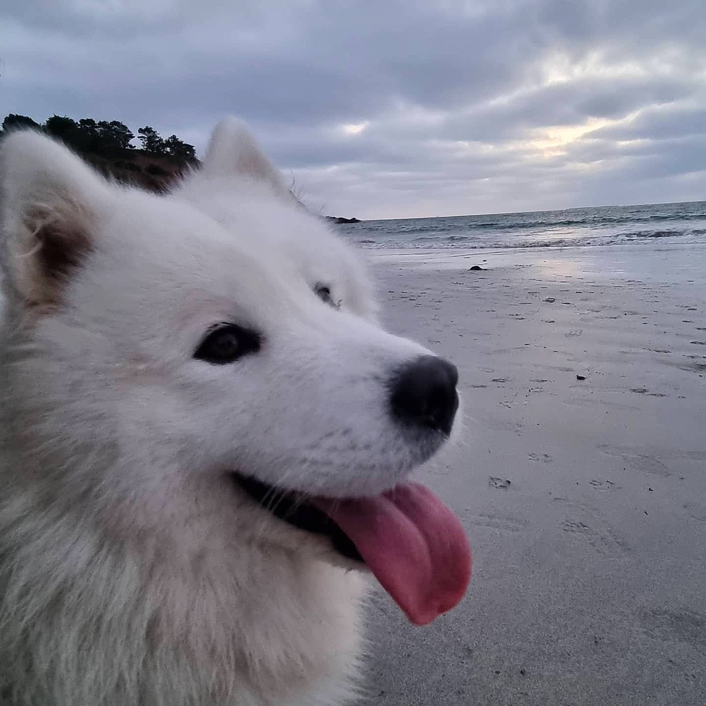 Ice participe au concours pour gagner de l'argent avec cette photo : beach, canidae, carnivore, cloud, companion_dog, dog, dog_breed, fur, japanese_spitz, jaw, ocean, samoyed, sky, snout, spitz, sporting_group, volpino_italiano, water, whiskers, wind_wave